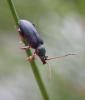 Plateumaris braccata